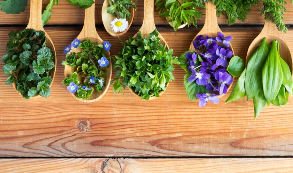 Visita a l'herbolari viu i confecció de la farmaciola tardor-hivern