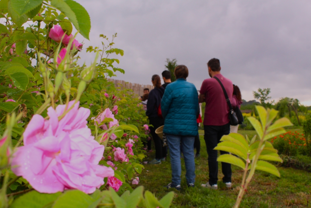 “Rosa Damascena: una joia en perfumeria”