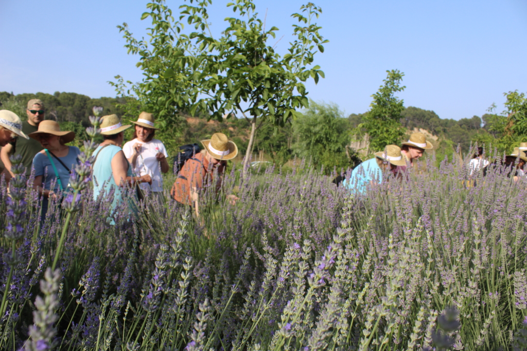 Les lavandes: l'aroma més relaxant