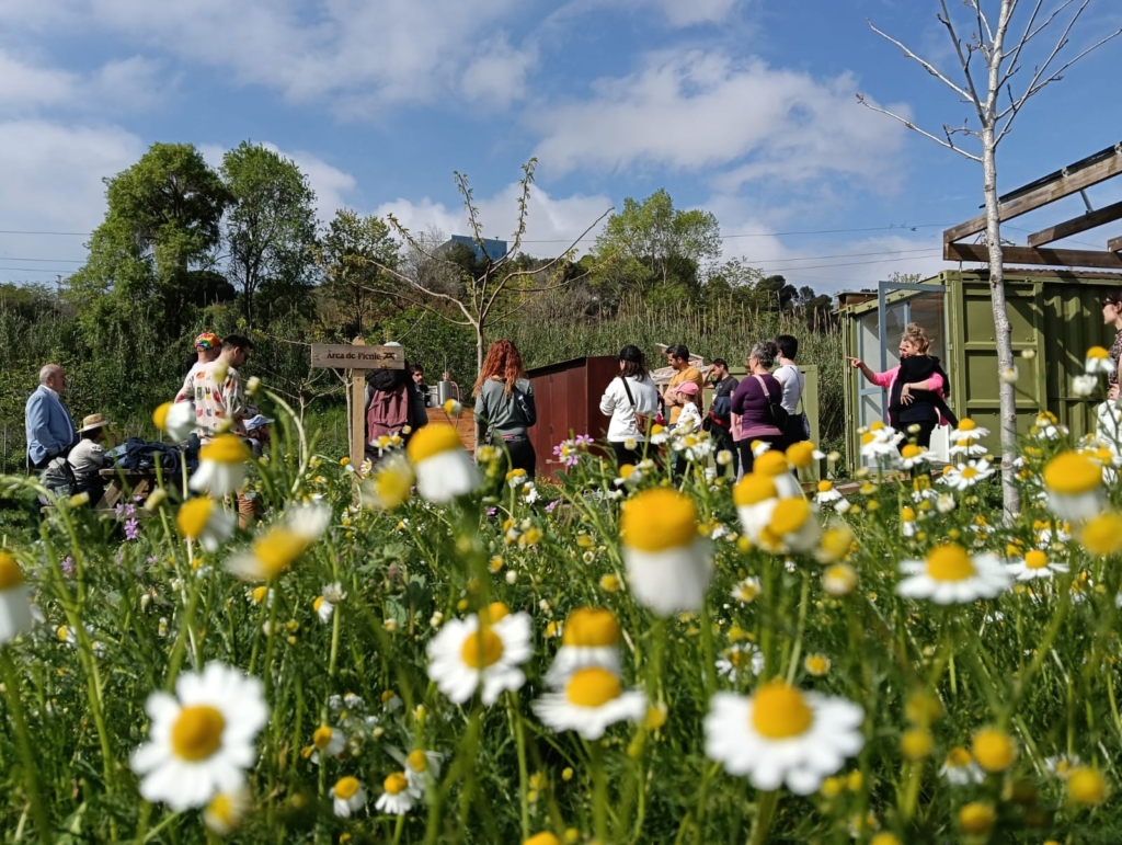 La manzanilla: tapizante y medicinal