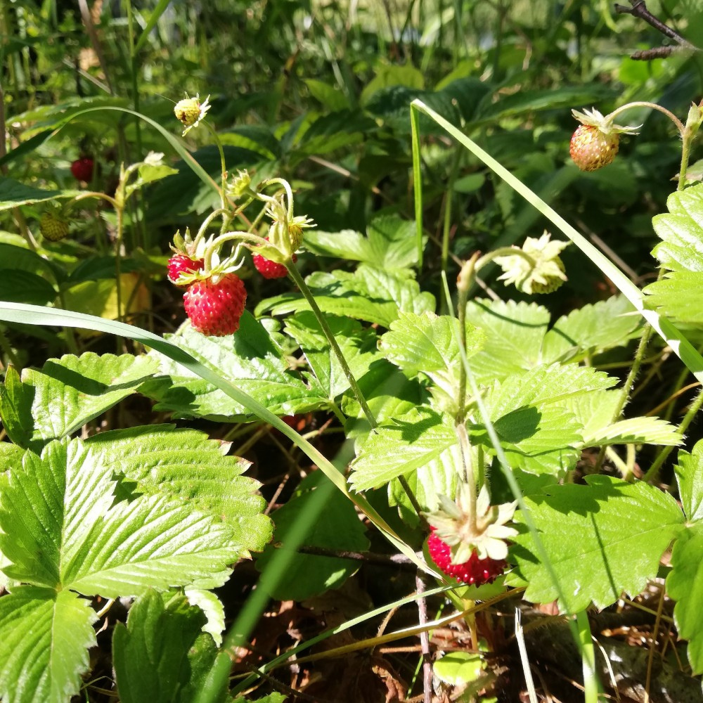 Bosc comestible: Abundància en el mínim espai